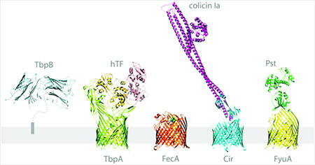 Structures of TonB-dependent iron transporters