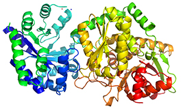 Tryptophan synthase