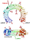 Human TLR3 structure