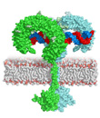 Full length TLR3 signaling complex