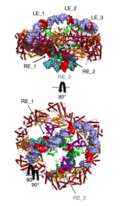 Hermes octamer