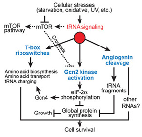 tRNA-mediated stress response pathways