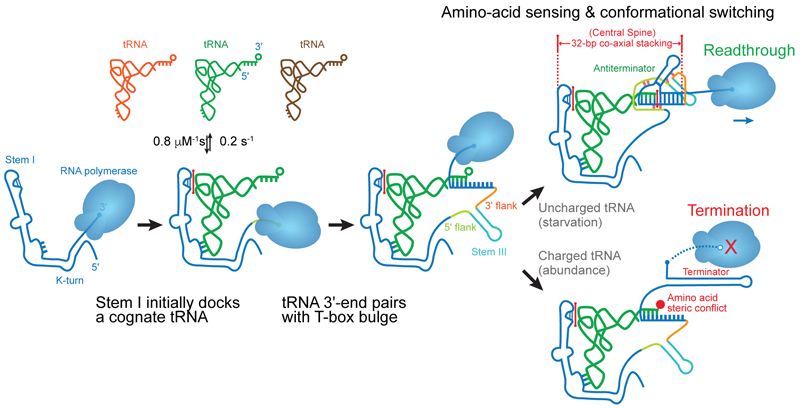 Mechanism of amino-acid sensing