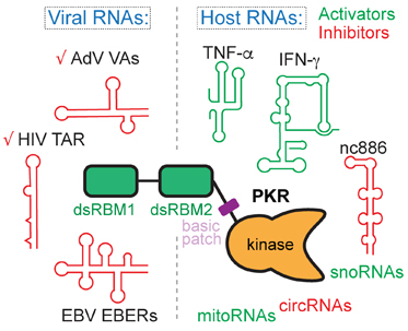 RNA activators and inhibitors