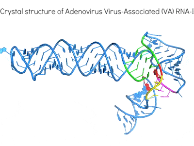 Viral RNA